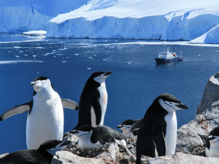 где обитают антарктические пингвины